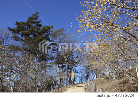 長瀞宝登山・ロウバイの花 47735024
