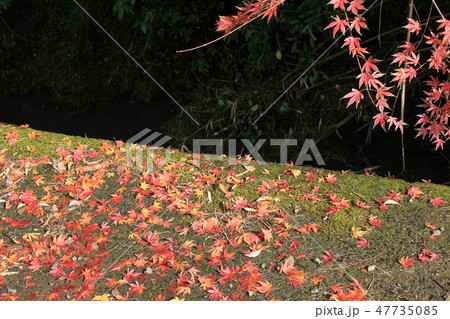 紅葉狩り ・・★・★★もみじ★★・★・・ 紅葉狩り ・・★・★★もみじ★★・★・・ 47735085