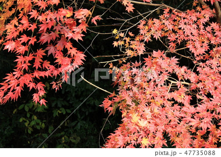 紅葉狩り ・・★・★★もみじ★★・★・・ 紅葉狩り ・・★・★★もみじ★★・★・・ 47735088