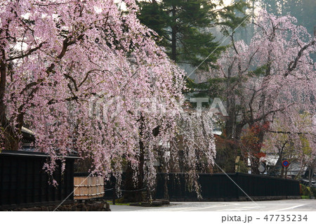 早朝の小京都・角館のしだれ桜 早朝の小京都・角館のしだれ桜 47735234