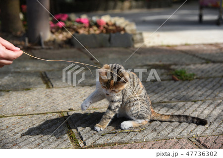 猫 ねこ ネコ 47736302