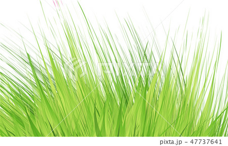 Grass Border , Vector Illustration Grass Border , Vector Illustration 47737641