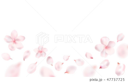 Light pink petals and Sakura flowers Light pink petals and Sakura flowers 47737725