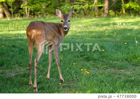 Roe deer, Capreolus capreolus.  47738000