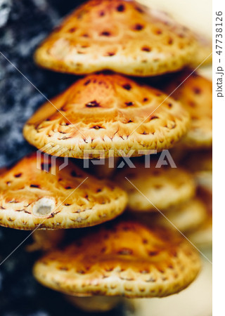 Pholiota aurivella mushrooms on a birch Pholiota aurivella mushrooms on a birch 47738126