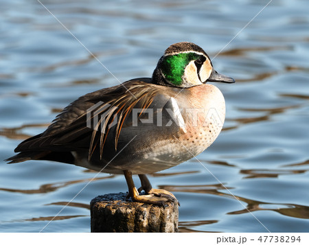 ガンカモ目ガンカモ科トモエガモ 47738294