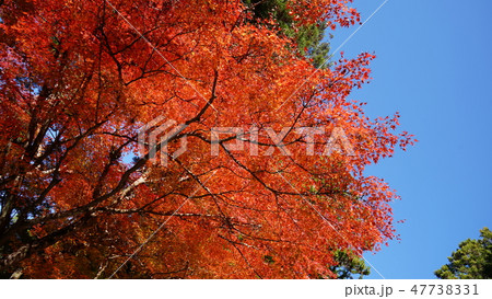紅葉 47738331