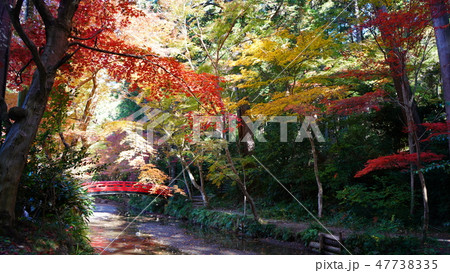 小國神社 紅葉の写真素材