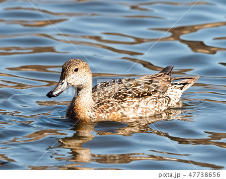 ガンカモ目ガンカモ科オナガガモ 47738656