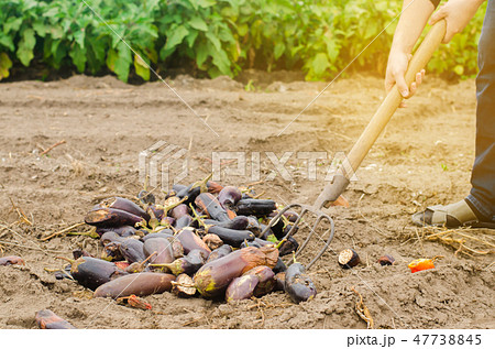 rotten spoiled eggplant vegetables  47738845