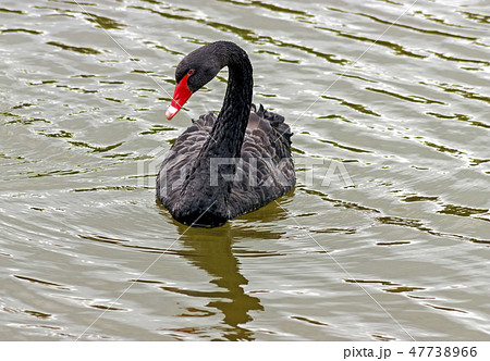 The black swan. The black swan. 47738966