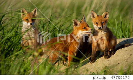 Red fox small young cubs near den curiously watching around 47739176