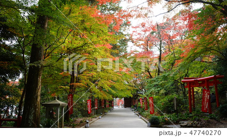 油山寺　紅葉 47740270