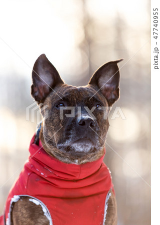 Serious tiger dog walks outdoor at winter Serious tiger dog walks outdoor at winter 47740955