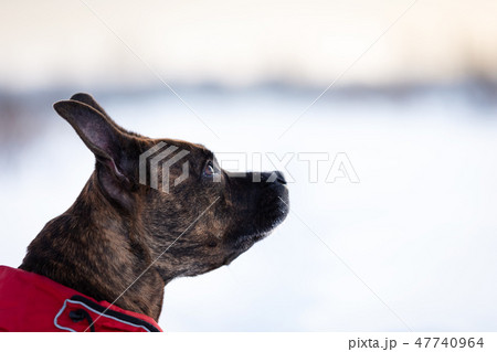 Serious tiger dog walks outdoor at winter 47740964