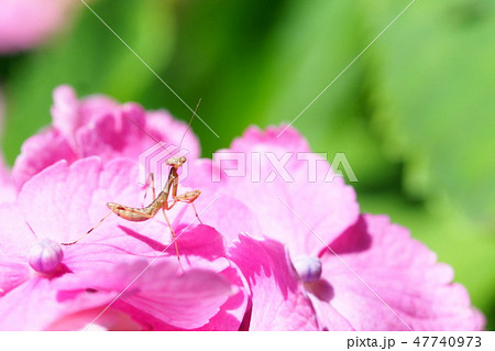 ハラビロカマキリの幼虫とアジサイの花 47740973