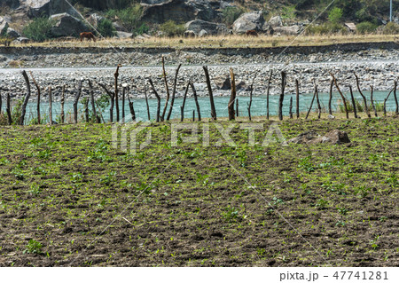 Potato field on the river Bank. Potato field on the river Bank. 47741281