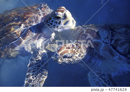 MEXICO YUCATAN CANCUN WATERTURTLE 47741629