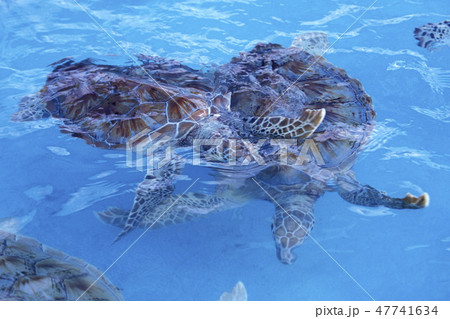 MEXICO YUCATAN CANCUN WATERTURTLE 47741634