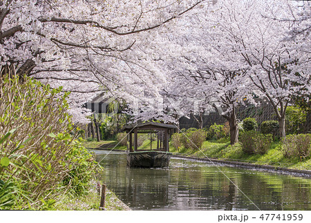 京都伏見の桜並木　京都お花見スポット　京都の桜名所　春爛漫の京都　伏見十石船 47741959