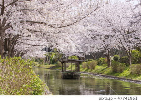 京都伏見の桜並木　桜と宇治川派流の風景　京都の桜の名所　伏見十石船　京都百景 47741961