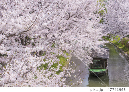 京都伏見の桜並木 お花見イメージ 春爛漫の京都 伏見十石船の写真素材 47741963 Pixta