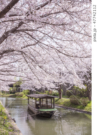 京都伏見の桜並木　京都お花見スポット　桜の名所　春爛漫の京都　伏見十石船 47742112