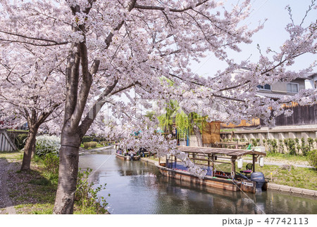 京都伏見の桜並木　桜と宇治川派流の風景　桜と酒蔵の風景　京都桜の名所　伏見十石船　京都百景 47742113