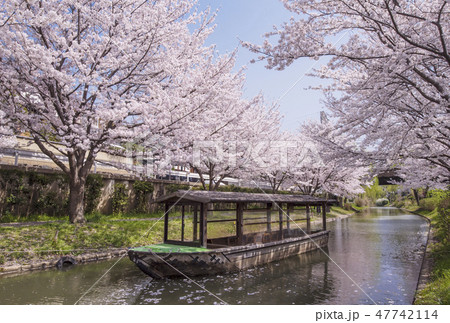 京都伏見の桜並木　お花見イメージ　春爛漫の京都　伏見十石船 47742114