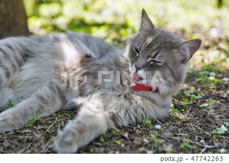 Gray street cat licking wool closeup at spring Gray street cat licking wool closeup at spring 47742263