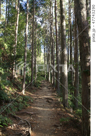 熊野古道(中辺路) 47743290