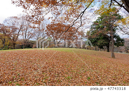 代々木公園の丘の紅葉　ケヤキの木　青空　木株 47743318
