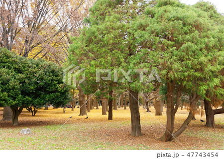 代々木公園の林の紅葉 常緑樹の写真素材