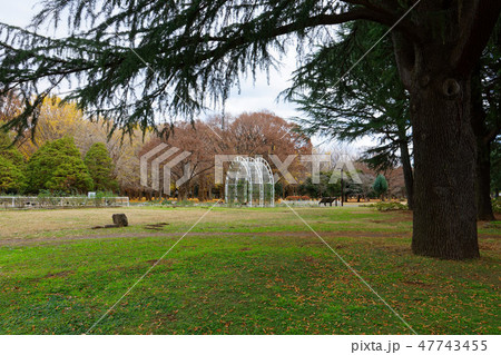 代々木公園の林の紅葉 常緑樹 ヒマラヤスギの写真素材