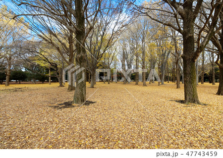 代々木公園の林の紅葉 イチョウ 代々木公園の林の紅葉 イチョウ 47743459