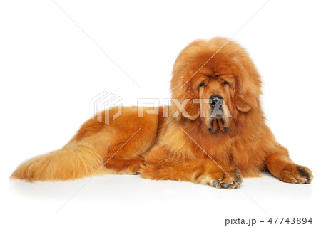 Red Tibetan Mastiff resting on a white background Red Tibetan Mastiff resting on a white background 47743894