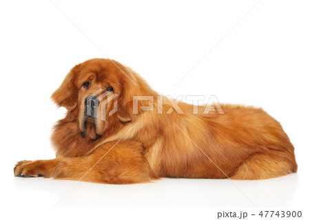 Red Tibetan Mastiff dog lying 47743900