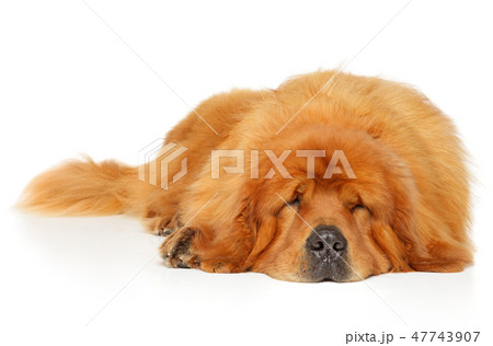 Tired the Tibetan Mastiff 47743907