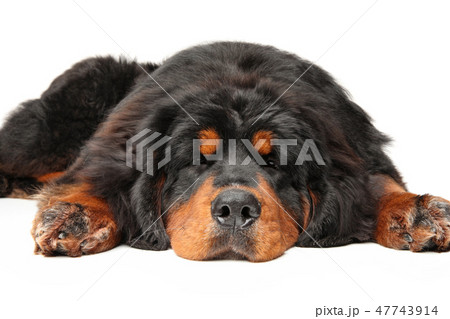 Tibetan Mastiff dog is sleeping 47743914