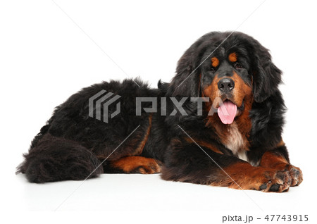 Tibetan Mastiff dog lying on white background Tibetan Mastiff dog lying on white background 47743915