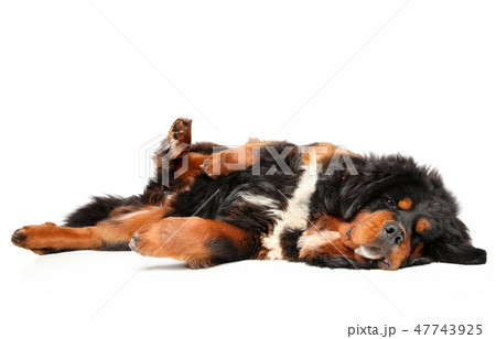 Tibetan Mastiff dog resting on white background 47743925