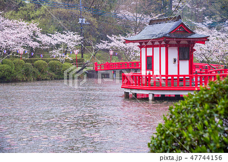 （千葉県）茂原公園の桜　雨 47744156