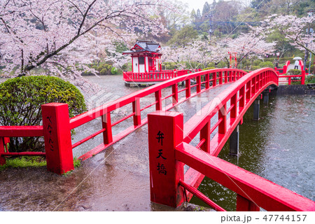 （千葉県）茂原公園の桜　雨 47744157