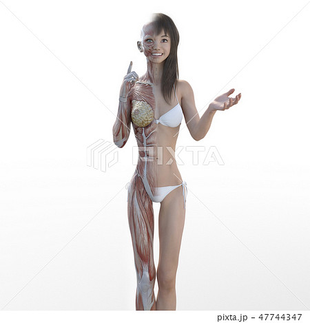 女性　解剖　筋肉　３DCG　イラスト素材 47744347