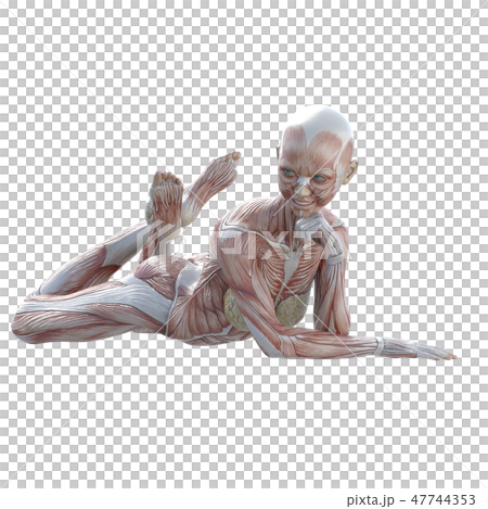 女性解剖肌肉3DCG例證材料 47744353