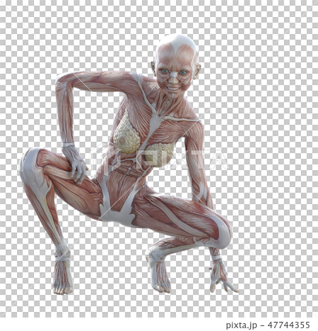 女性解剖肌肉3DCG例證材料 女性解剖肌肉3DCG例證材料 47744355