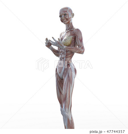 女性 解剖 筋肉 ３dcg イラスト素材のイラスト素材