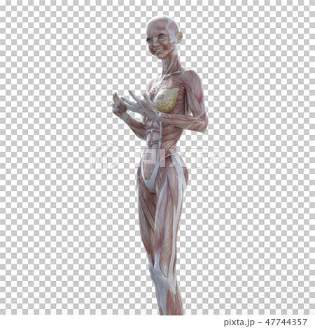 女性解剖肌肉3DCG例證材料 女性解剖肌肉3DCG例證材料 47744357