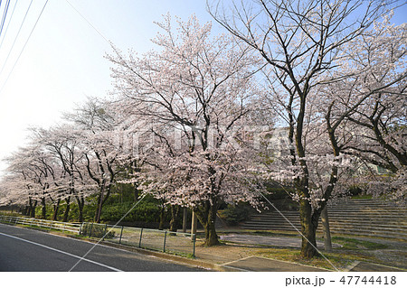 神奈川県厚木市 緑ヶ丘さくら公園 神奈川県厚木市 緑ヶ丘さくら公園 47744418