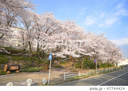 神奈川県厚木市　緑ヶ丘さくら公園 47744424
